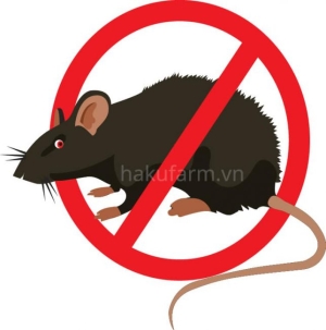 Dịch vụ diệt chuột