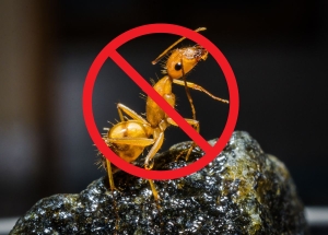 Dịch vụ diệt kiến,gián, ruồi