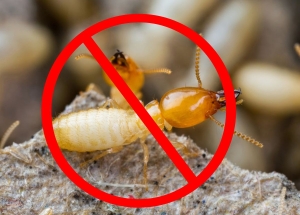 Dịch vụ diệt mối