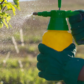 Top 9 cách diệt côn trùng tại nhà tận gốc đơn giản hiệu quả